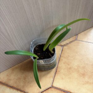 Hippeastrum glaucescens Curitibanos  - 1 bulb.