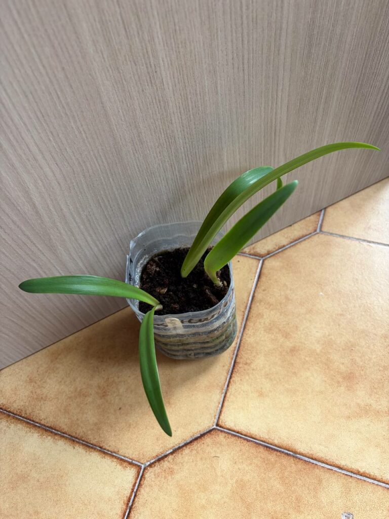 Hippeastrum glaucescens Curitibanos  - 1 bulb.