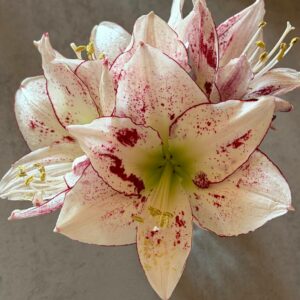 Hippeastrum Relevation x 1000 Star - 10 seeds.