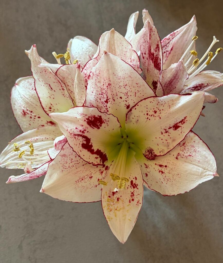 Hippeastrum Relevation x 1000 Star - 10 seeds.