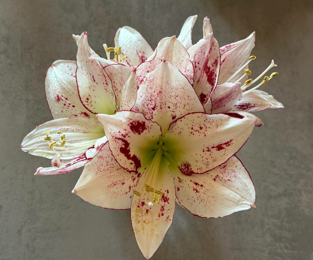 Hippeastrum Lime Flare x 1000 star - 10 seeds.