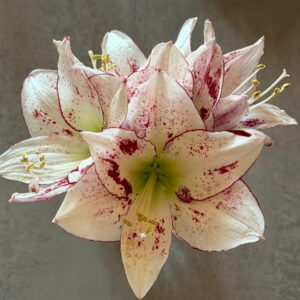 Alternative view of Hippeastrum Relevation x 1000 Star - 10 seeds.
