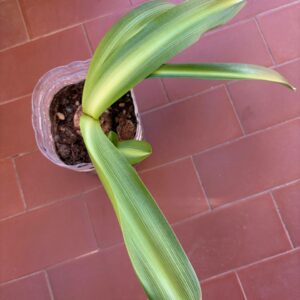 Hippeastrum Milky Way  x evansiarum 1 bulb variegated leaves.