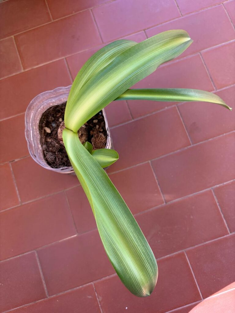Hippeastrum Milky Way  x evansiarum 1 bulb variegated leaves.