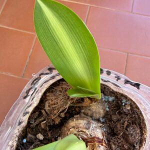 Alternative view of Hippeastrum Milky Way  x evansiarum 1 bulb variegated leaves.