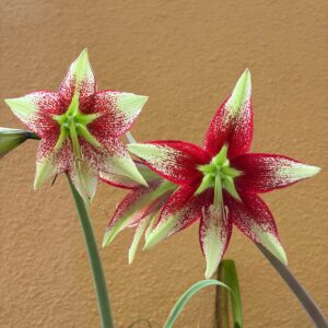 Hippeastrum leucopardinum - 5 seeds.