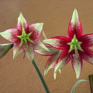 Alternative view of Hippeastrum leucopardinum - 5 seeds.