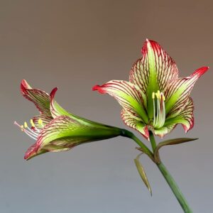 Hippeastrum iguazuanum 5 seeds.