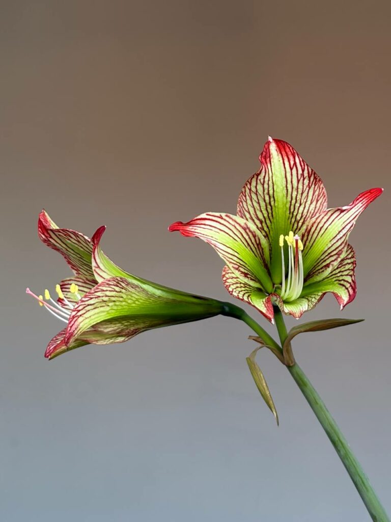Hippeastrum iguazuanum 5 seeds.