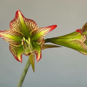 Alternative view of Hippeastrum Dragon x iguazuanum  - 5 seeds.