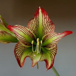 Hippeastrum Tarantula x iguazuanum - 5 seeds.