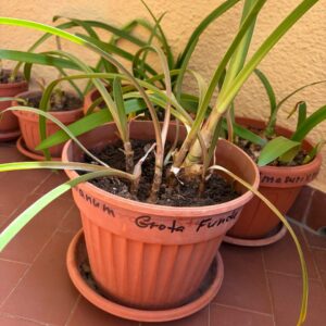 Hippeastrum correiense Grota Funda 1 bulb. ex. morelianum.