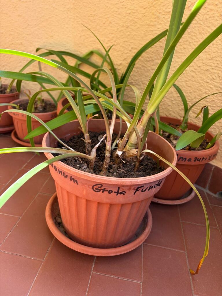 Hippeastrum correiense Grota Funda 1 bulb. ex. morelianum.