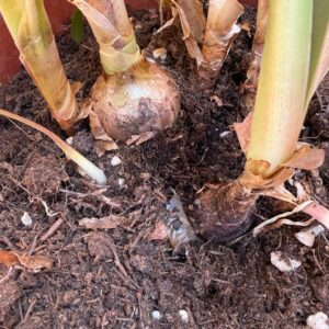 Alternative view of Hippeastrum correiense Grota Funda 1 bulb. ex. morelianum.