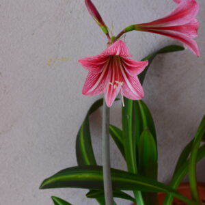 Alternative view of Hippeastrum Chico x  sonatini n1875 1 bulb.