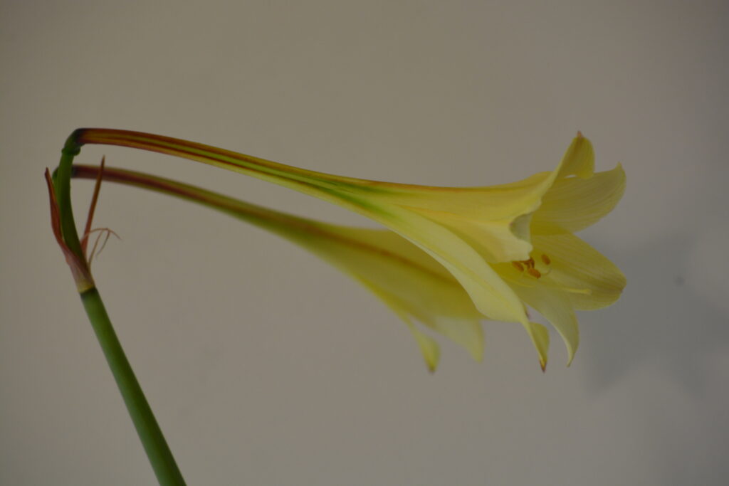 Hippeastrum elegans 5 seeds.