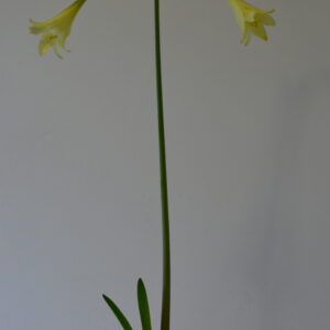 Alternative view of Hippeastrum elegans 5 seeds.