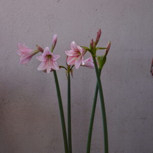Hippeastrum Milky Way  - 1 bulb. Variegated hybrid.