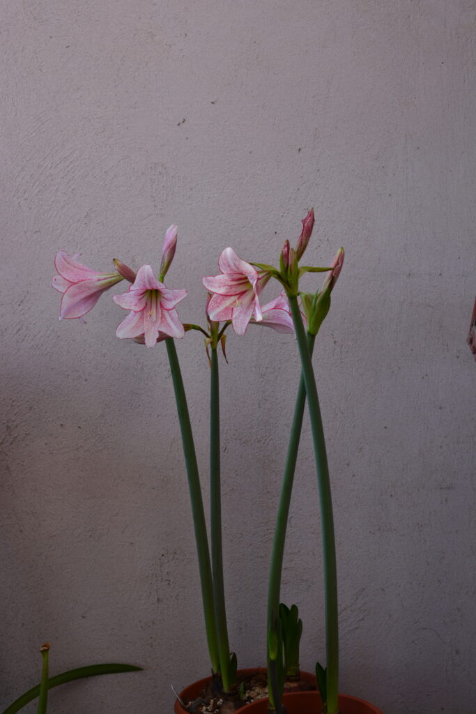 Hippeastrum Milky Way  - 1 bulb. Variegated hybrid.
