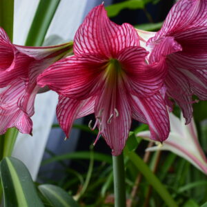 Alternative view of Hippeastrum Flamemco Queen  x Autumn Rose Lady 1 bulb Variegated leaves.