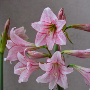 Alternative view of Hippeastrum Milky Way  - 1 bulb. Variegated hybrid.