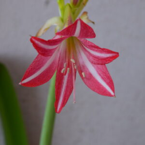 Alternative view of Hippeastrum Kaori Maihime  x iguazuanum 1 bulb variegated leaves.