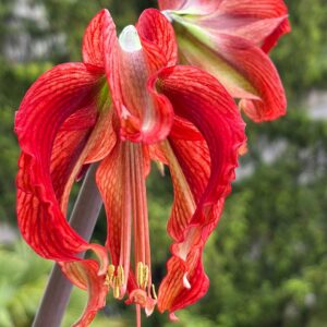 Alternative view of Hippeastrum APHn7 - 1 bulb.