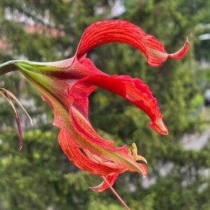 Hippeastrum APHn7 - 1 bulb.