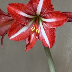 Alternative view of Hippeastrum Santos Variegated x DARL Variegated - 10 seeds.