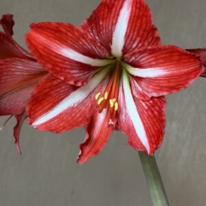 Hippeastrum Santos Variegated x DARL Variegated - 10 seeds.