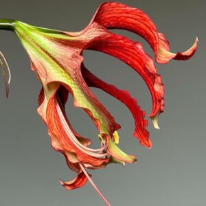 Hippeastrum APHn7 - 1 bulb.