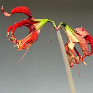 Alternative view of Hippeastrum APHn7 - 1 bulb.