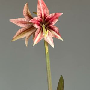 Hippeastrum RDS x Dragon - 10 seeds.