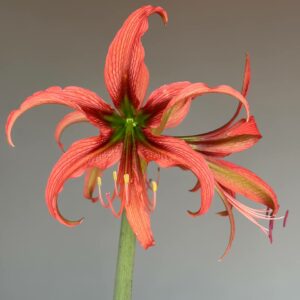 Alternative view of Hippeastrum Harushigure Hybrid n2 - 1 bulb.