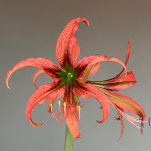 Hippeastrum Harushigure Hybrid n2 - 1 bulb.