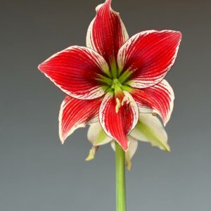 Alternative view of Hippeastrum LPn5- 1 bulb.