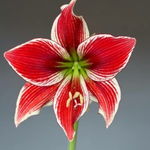 Hippeastrum LPn5- 1 bulb.