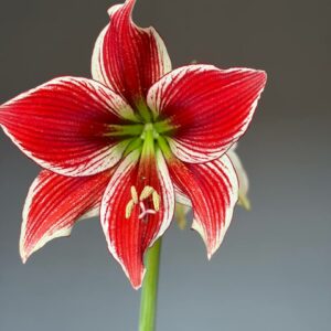 Alternative view of Hippeastrum JPL-1 X sonatini red/ black variegated - 10 seeds.
