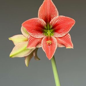 Hippeastrum LPn7- 1 bulb.