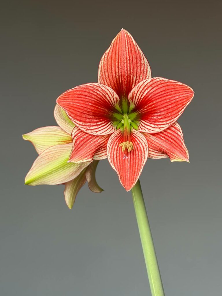 Hippeastrum LPn7- 1 bulb.