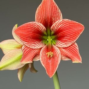 Alternative view of Hippeastrum LPn7- 1 bulb.