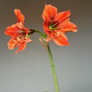 Hippeastrum Exotica x Papilio 1 bulb.