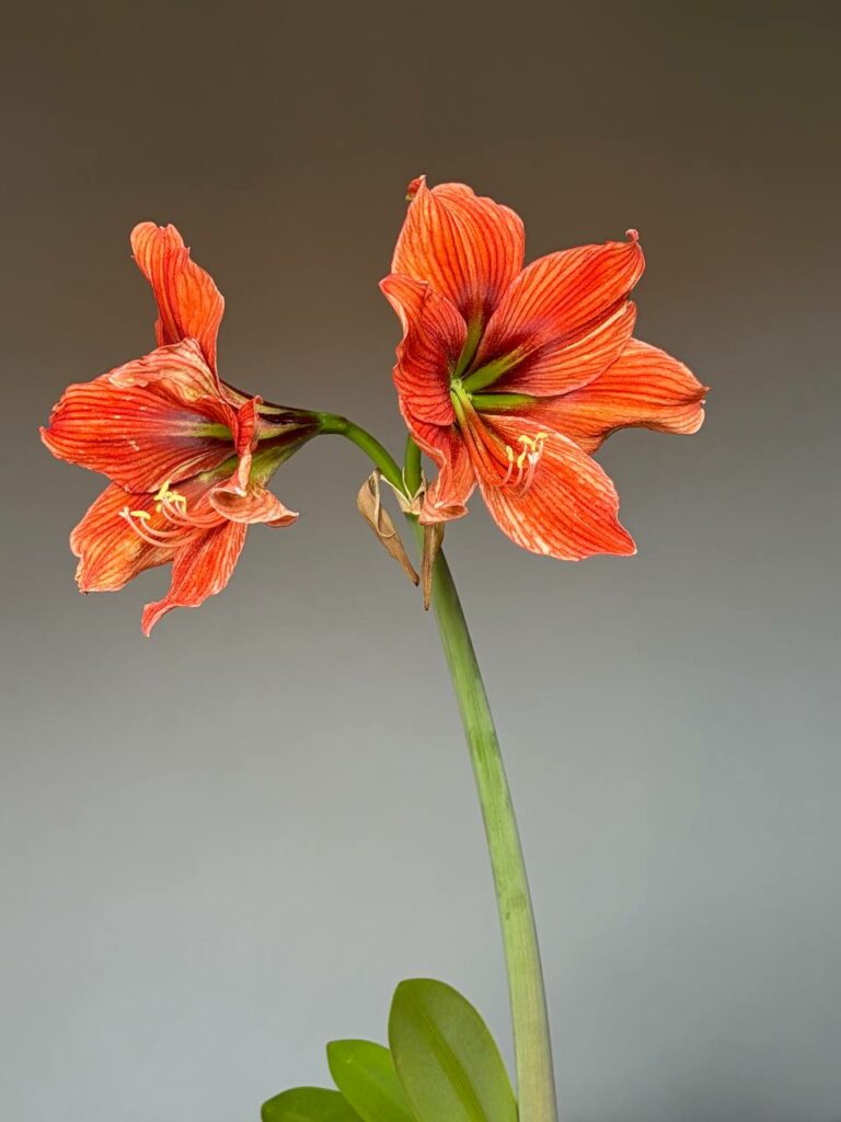 Hippeastrum Exotica x Papilio 1 bulb.