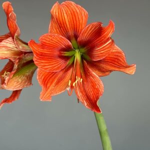 Alternative view of Hippeastrum Exotica x Papilio 1 bulb.