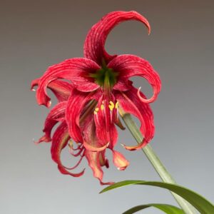 Hippeastrum APH-4 X cybister- 5 seeds.