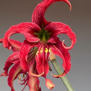 Hippeastrum APHn8 - 1 bulb.