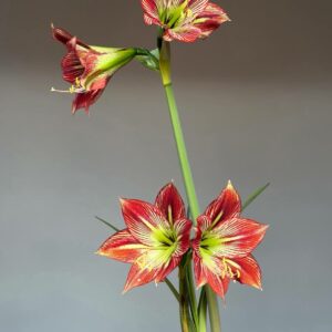 Hippeastrum Devil Man x leucopardinum - 5 seeds.
