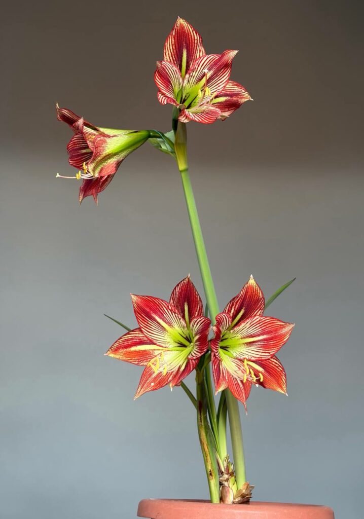 Hippeastrum Devil Man x leucopardinum - 5 seeds.