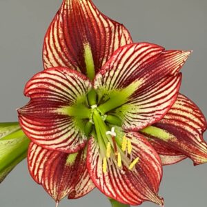 Alternative view of Hippeastrum Devil Man x leucopardinum - 5 seeds.