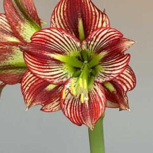 Hippeastrum Dragon x Devil Man - 5 seeds.